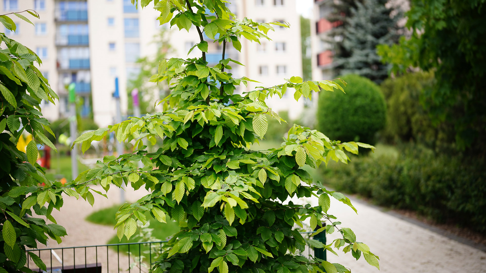 Obiektyw Voigtlander APO Lanthar II 50 mm f/2,0 do Nikon Z